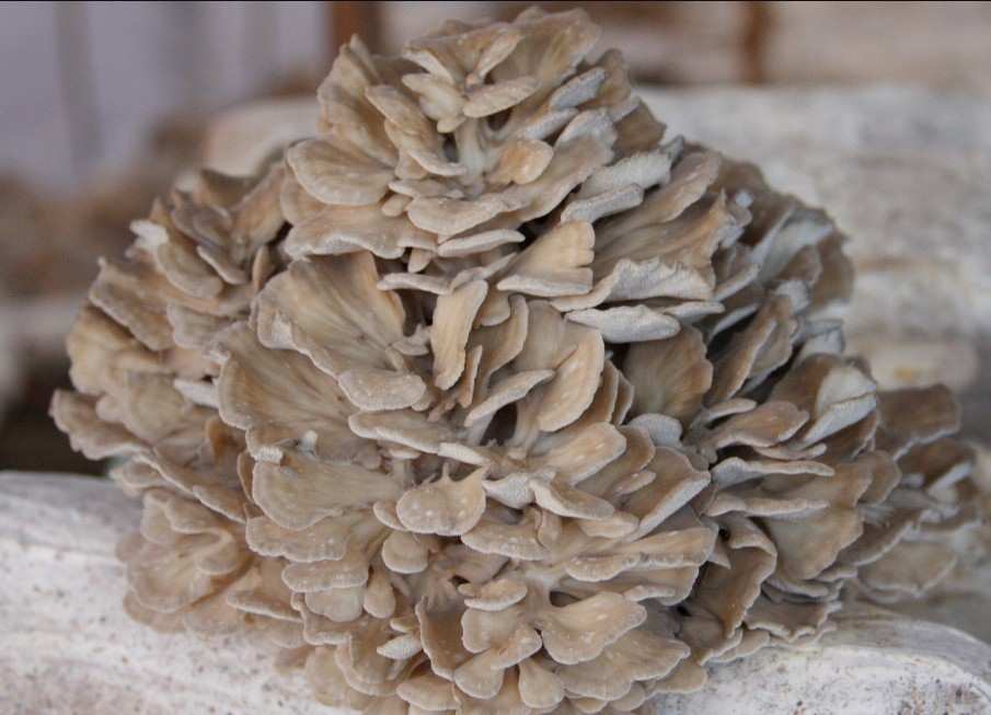 ʳ�þ�ʳ�þ�